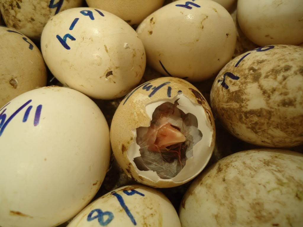 guniefowl003.jpg