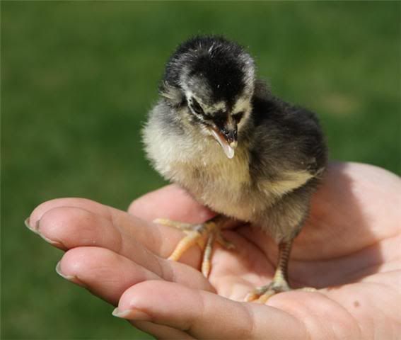 5-10araucana.jpg