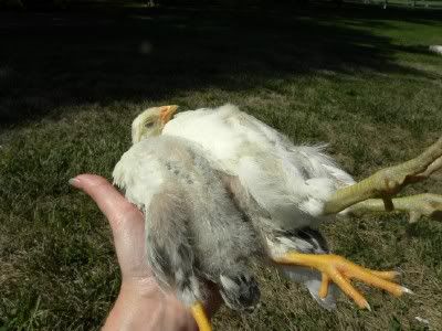 sunbathingchickens.jpg