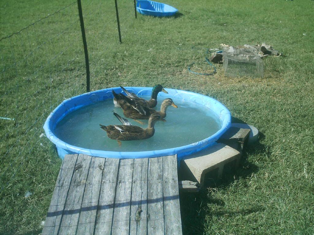 ducksinpond.jpg