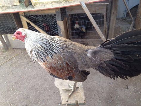500+ Gamefowl ideas in 2020 | game fowl, fighting rooster, game birds