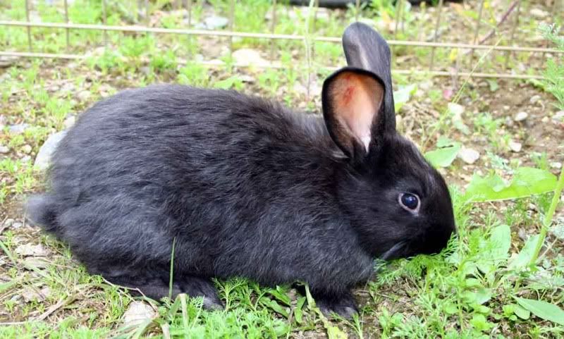 BlackDoe5weeks.jpg
