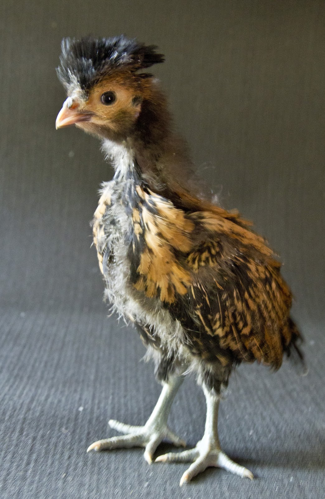 Chicks+Gold.jpg