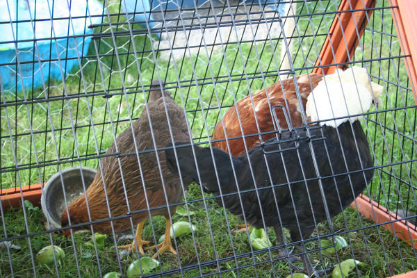 My_Chickens_2_by_Dellessanna.jpg