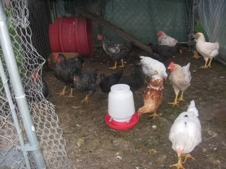 chickflock9-15-08.jpg