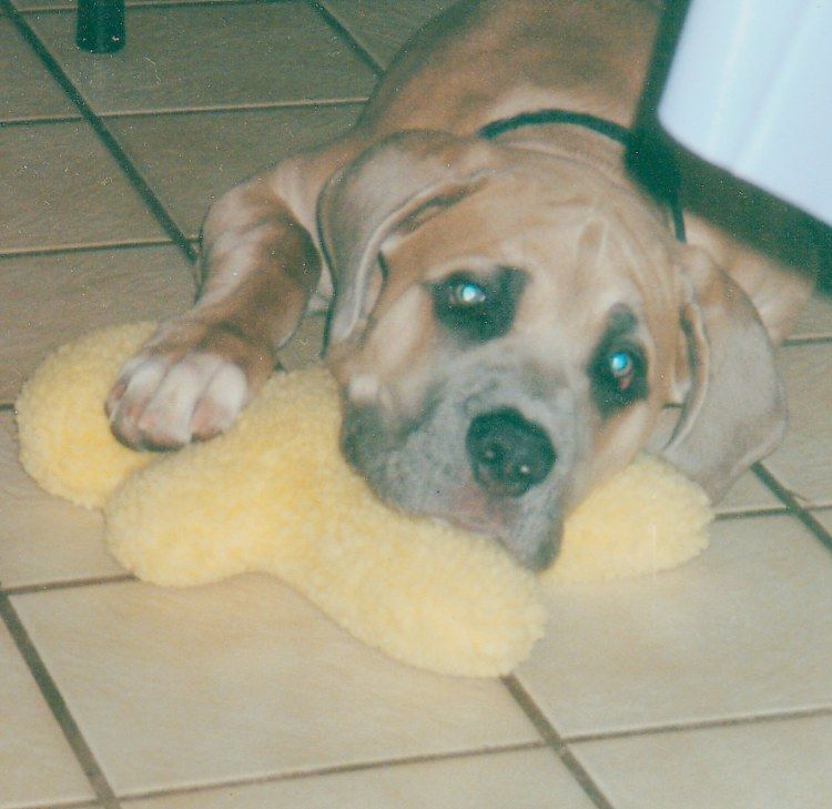 SweetPuppyFace.jpg
