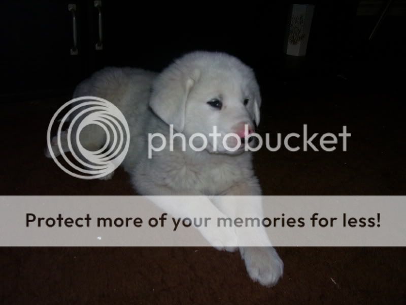 puppeehz042.jpg