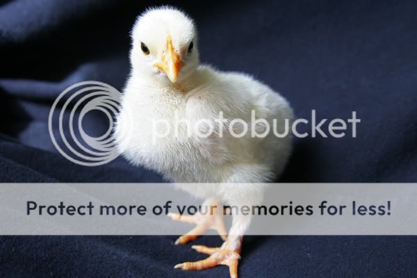 chicks_0437_ed.jpg
