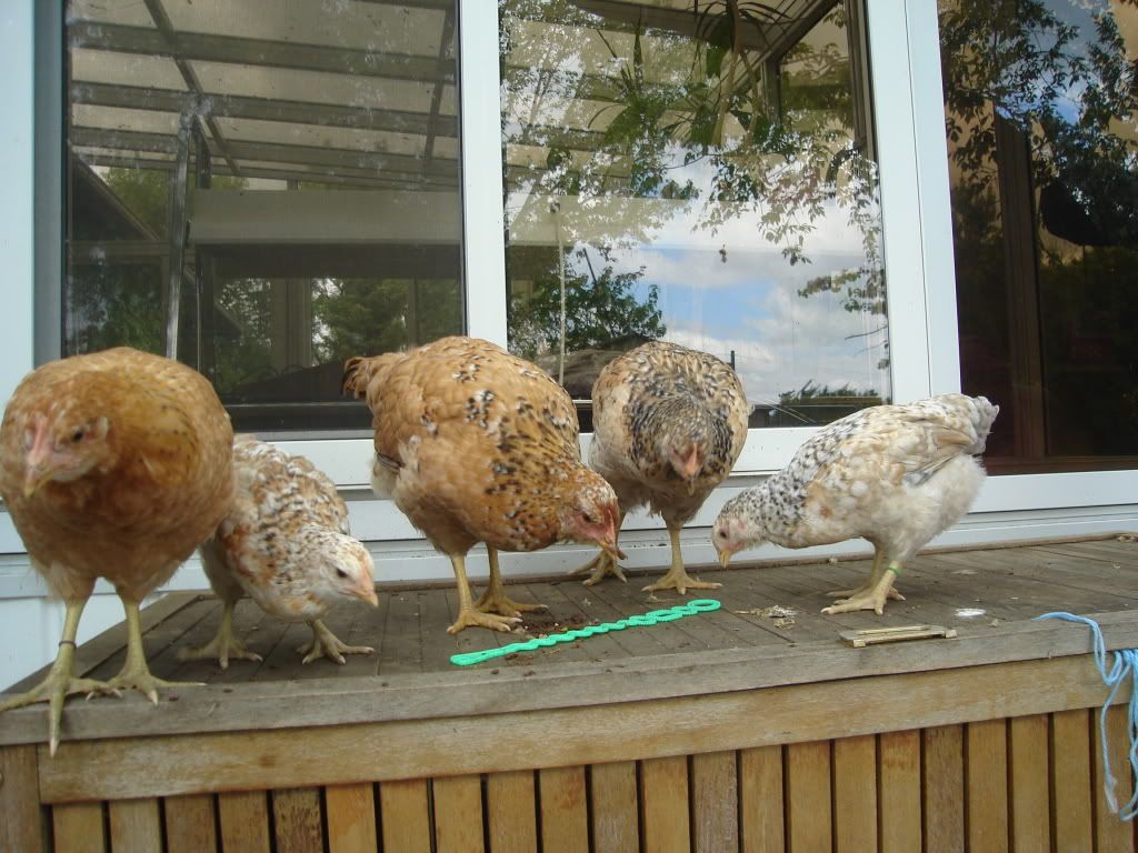BirdsJune2011010.jpg