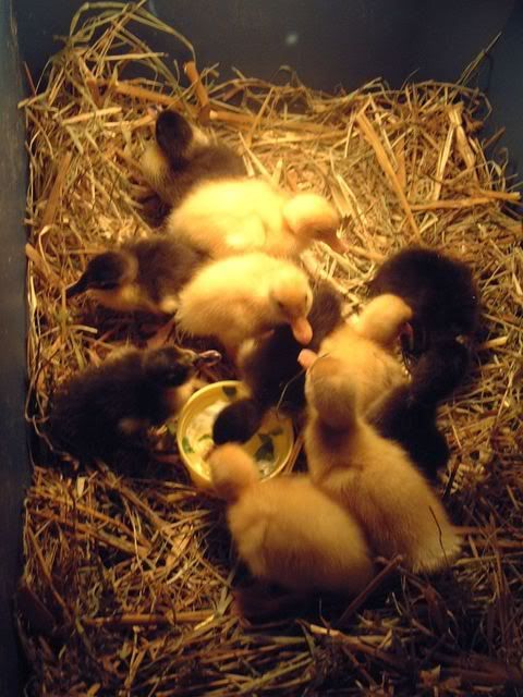 HolderreadDucklings004.jpg