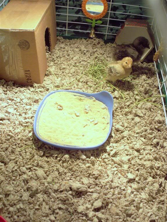 brooder2Large.jpg