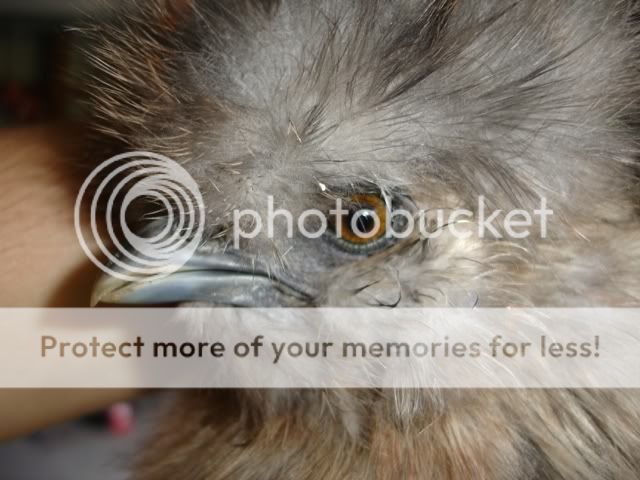 SaleBirds050-1.jpg