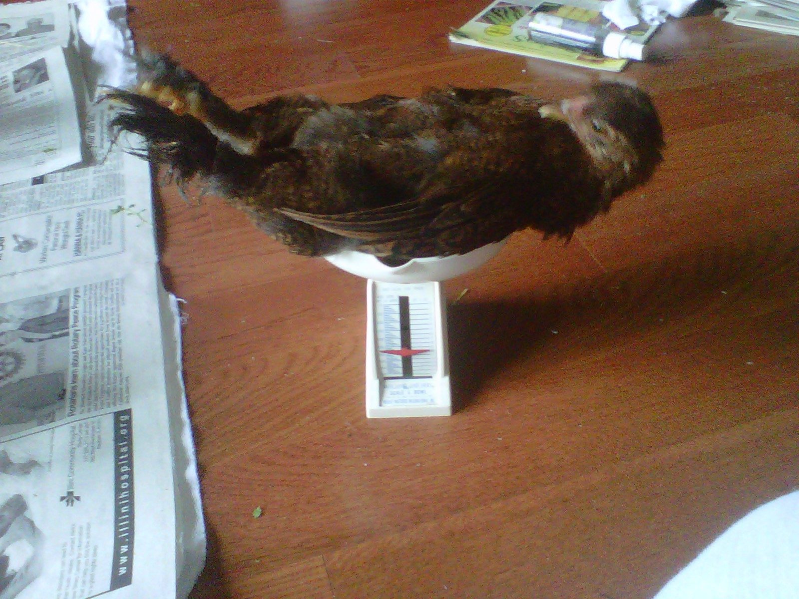 900x900px-LL-5249cdc4_IMG00315-20110519-1429.jpeg