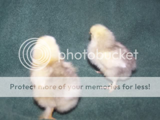 Orderhatched006.jpg