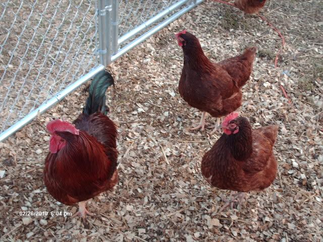 chickencoop008.jpg