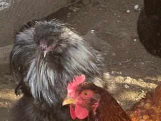chickens012-1.jpg