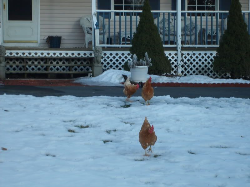 snowday-melting2-09013.jpg