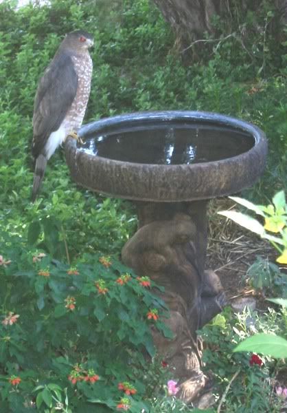 9910OnBirdbathCloseup02email.jpg