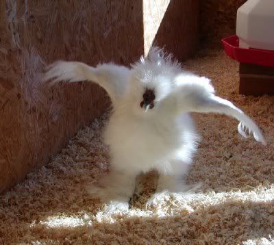 rockynrobsilkie.jpg