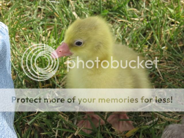 chickfieldtrip001.jpg