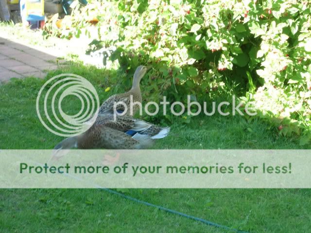 raspberryducks.jpg