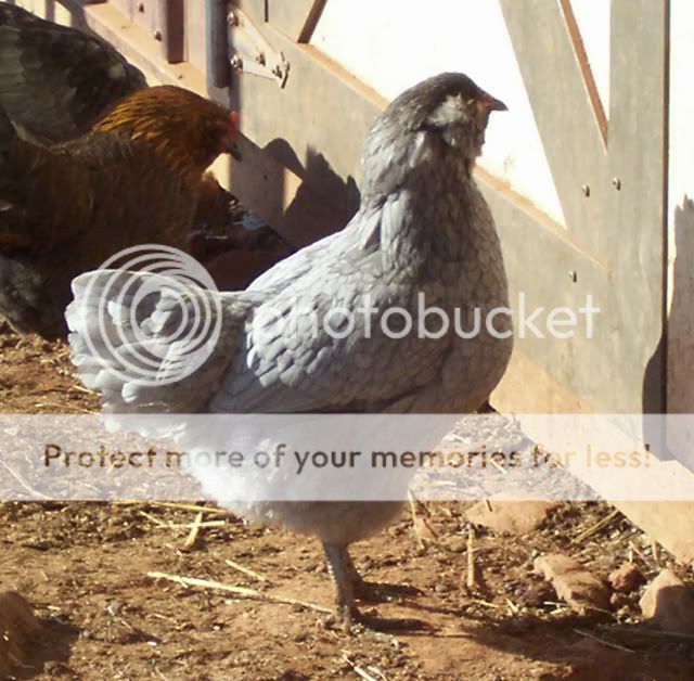 b20081213_Barn_Chick_Ameracauna_Gir.jpg