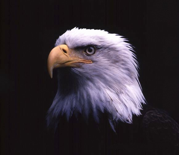main-eagle.jpg