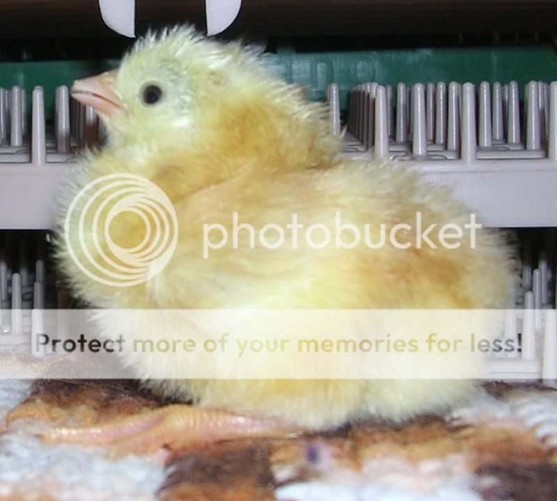 Chick32.jpg