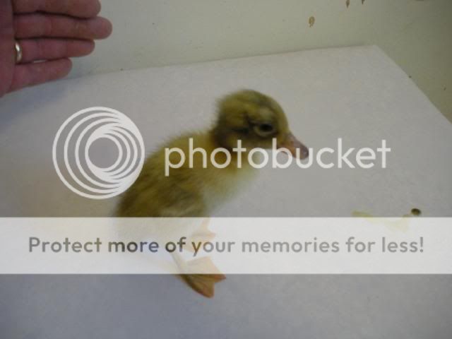 hatcherysurprisedayone313.jpg