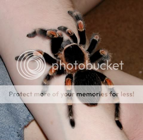 mexican-redknee-tarantula.jpg