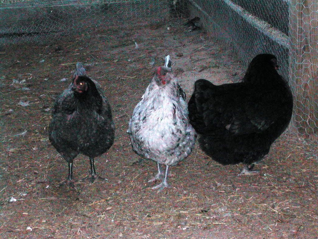 DSCN3332.jpg