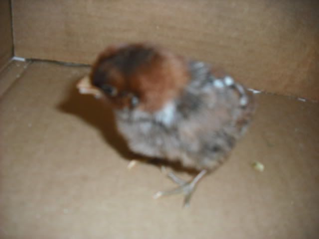 ChicksMay09023.jpg