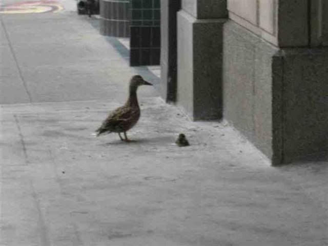 duck4Small.jpg