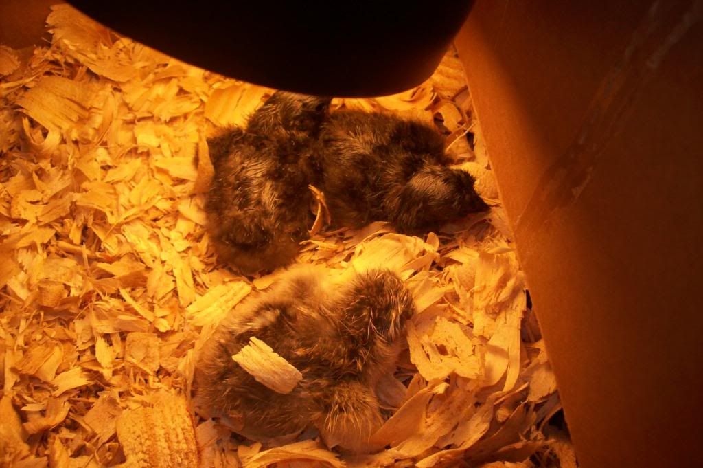 Newbabies007.jpg