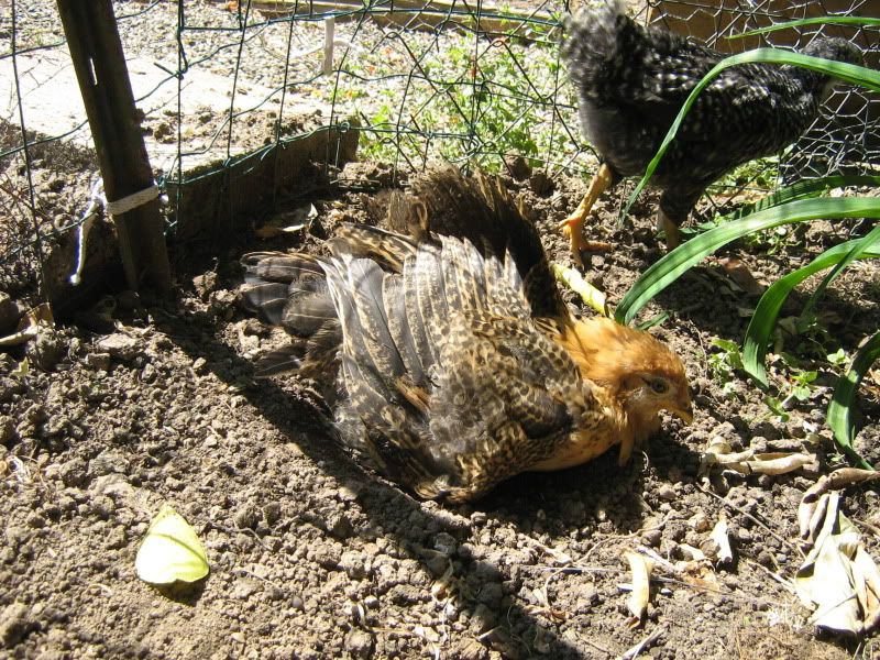 Chicks6weeksold017.jpg