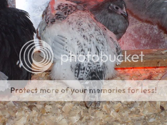 1-21-10flock060.jpg