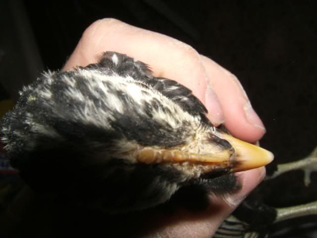 DSCF5342.jpg