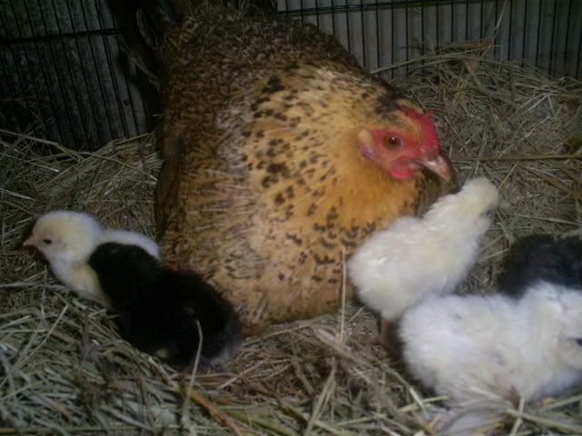 animals152.jpg