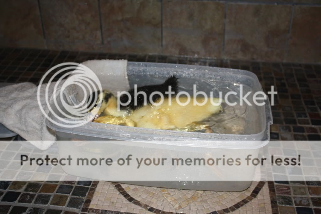 duckies010.jpg
