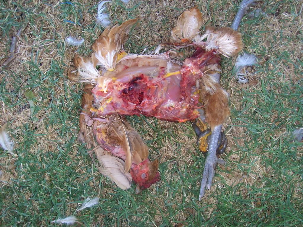 Miceanddeadbirds004.jpg