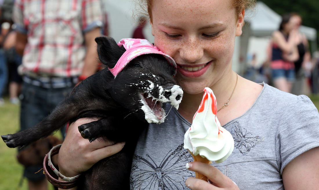 joke-funny-photo-Happy-piglet-eating-ice-cream-.jpg