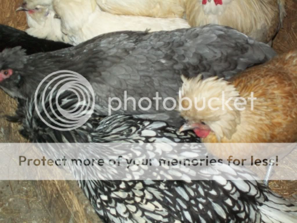 chickenfeb11003.jpg