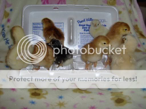 newbabiesincarton007.jpg