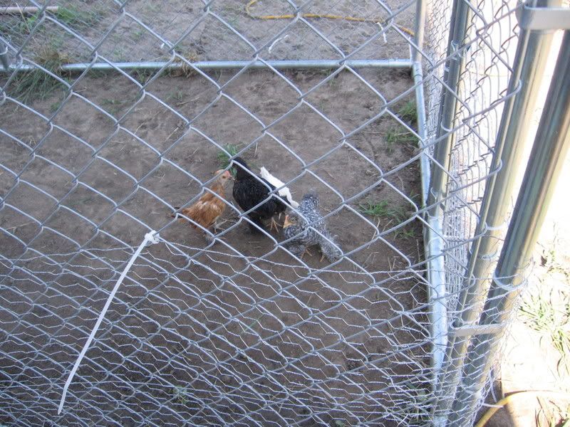 chickensandhorses6-1-08004.jpg