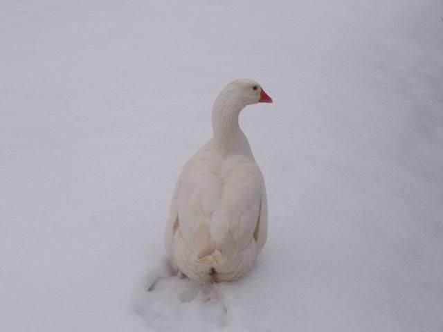 snow005-1.jpg
