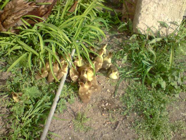 BIG_0009041006.jpg