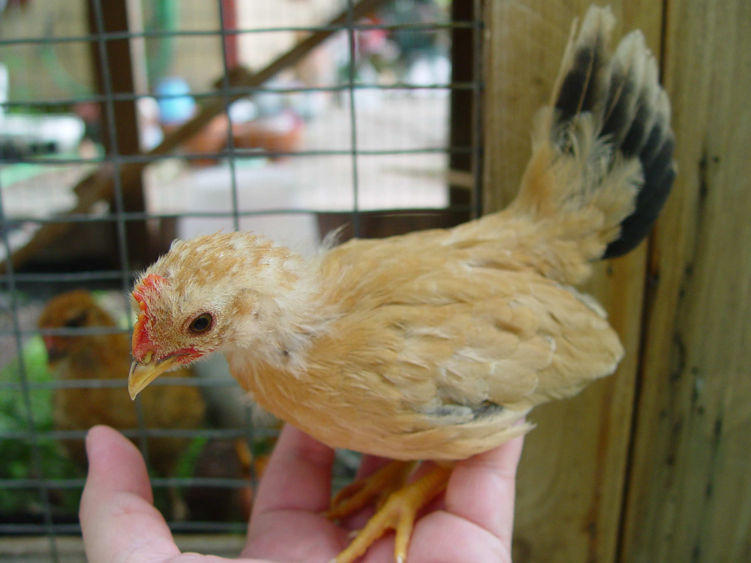 Japanese_Bantam_cockerel.jpg