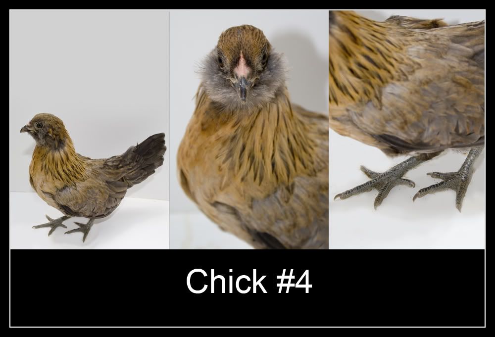 Chick4.jpg
