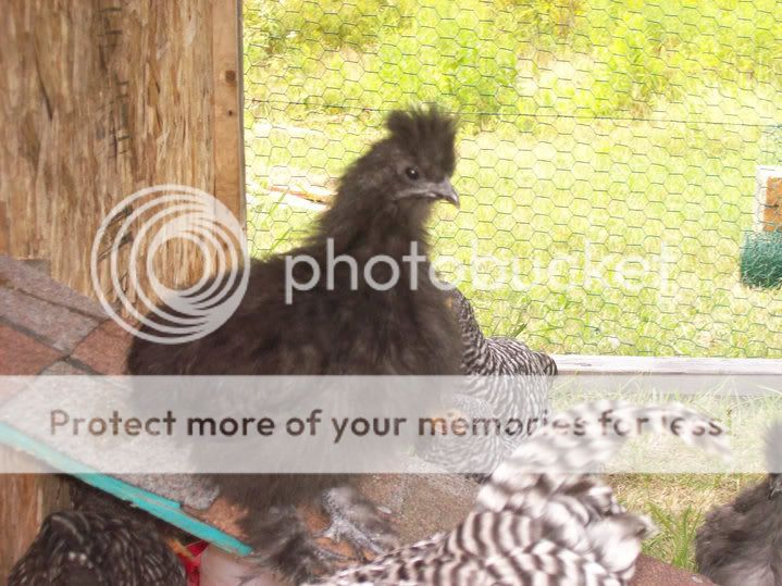 Silkie6.jpg