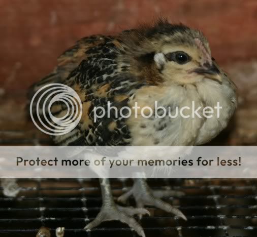 LittleBrown-sm.jpg